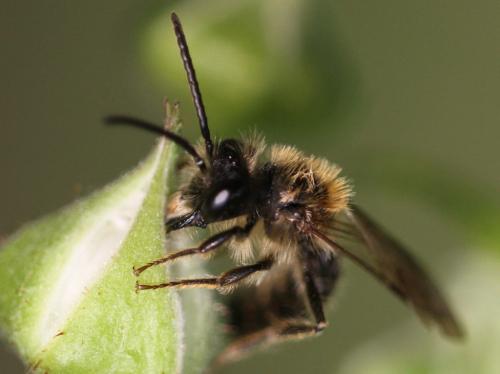 Andrena sp.